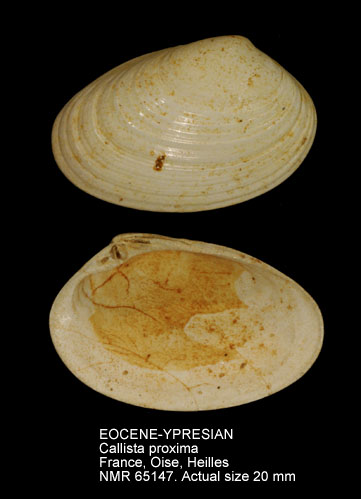 EOCENE-YPRESIAN Callista proxima.jpg - EOCENE-YPRESIANCallista proxima(Deshayes,1857)